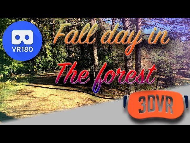 Fall day in the forest VR180