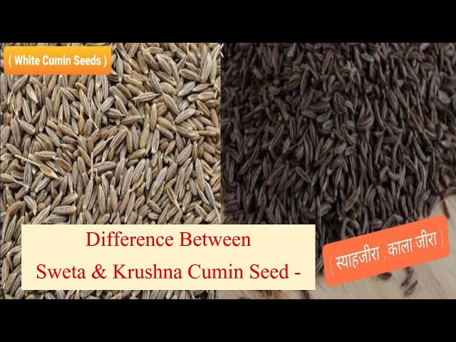 Difference between white and black cumin seeds