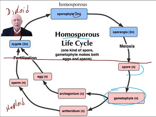 Two types of life cycles - Homosporous and Heterosporous