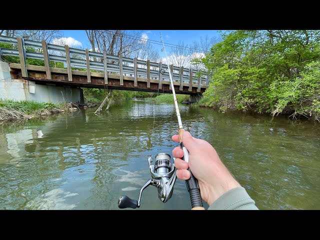 TROUT Fishing with Inline Spinners (Rainbow & Brown)