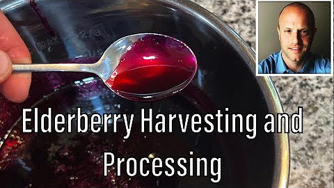 Elderberry Plant Care and Processing