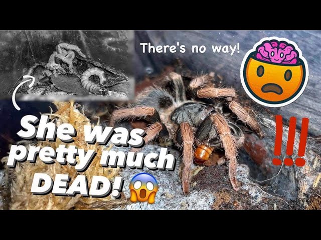 It’s a MIRACLE !!! ~ My pink tarantula DEFEATED DEATH ?!!
