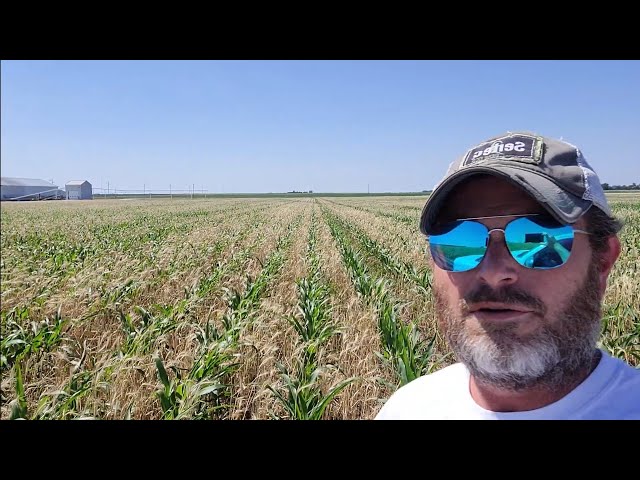 Regenerative Results, 30-day update after no till planting corn in 3 foot tall standing cover crops