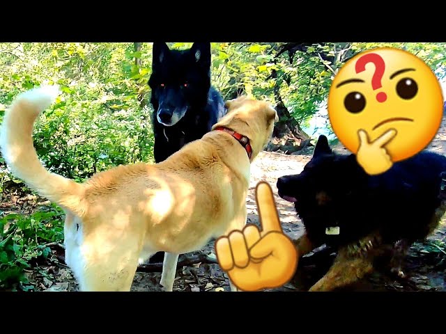 Large Dominant Dog Tries to 'Punk' My Blue Bay Shepherd at Off Leash Park - How Does He React?