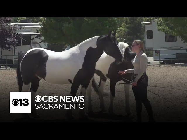 Horse trainer shares her unique ways of training as Western States Horse Expo kicks off