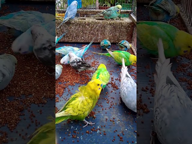 #beautiful budgies breeding pair❤🇲🇦❤️🇯🇵❤️🇦🇨❤️🇺🇸❤️🇧🇷❤️🇲🇫❤️🇰🇷❤️🇹🇷❤️  #budgies #parrot #birds  #cute