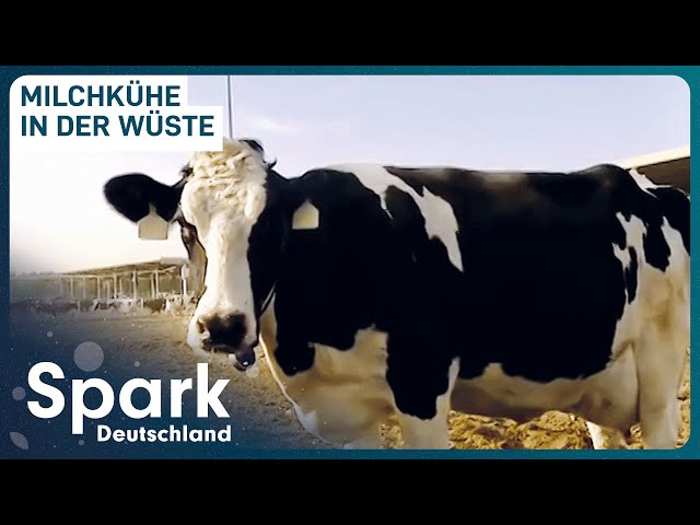 Doku: Gigantische Milchfarm mitten in der Wüste | Spark Deutschland