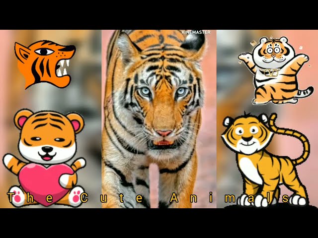 Tiger video new 2022,// देखिए शेर का नया लुक,