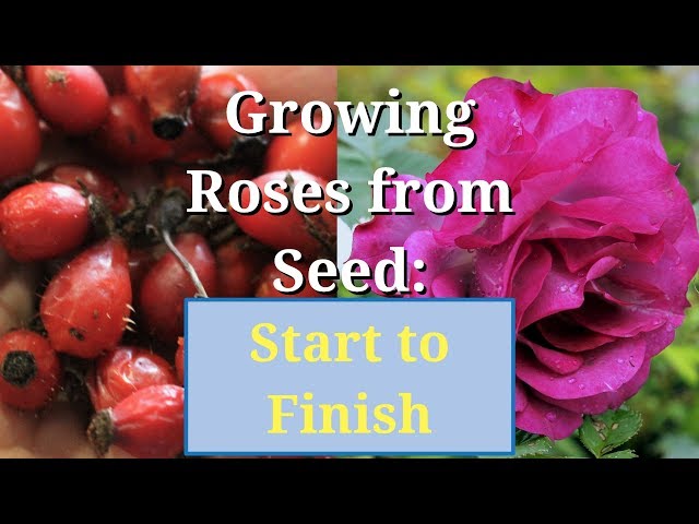 Grow Roses from Seed: Start to Finish