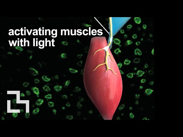 Optogenetic muscle control