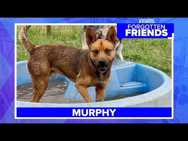 Murphy was saved moments before he was going to be euthanized | Forgotten Friends