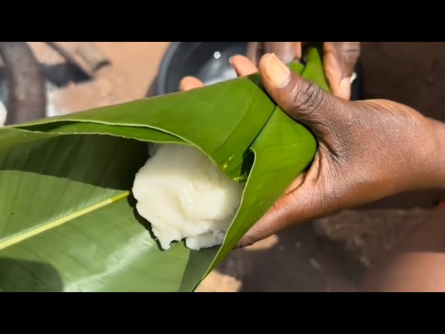 Agidi Production from Scratch with Corn plant Stop buying Agidi from the market make yours