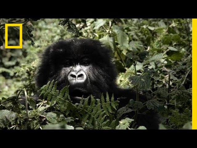 Mountain Gorillas' Survival: Dian Fossey’s Legacy Lives On | Short Film Showcase