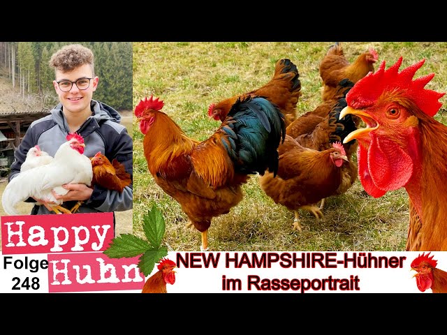 New Hampshire-Hühner und Zwerg-New Hampshire im Rasseportrait bei HAPPY HUHN Geschichte + Zucht E248