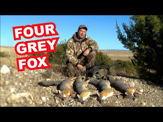 Four Grey Fox in One Day