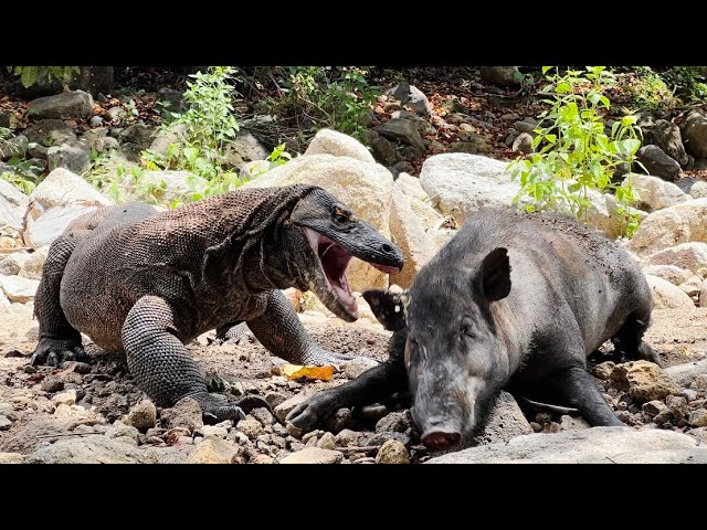 Face To Face Komodo Dragon VS Wild Boar