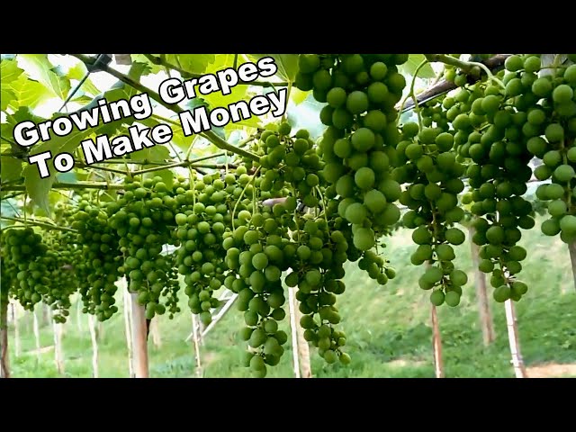 Growing Grapes  - Top Idea To Make Money