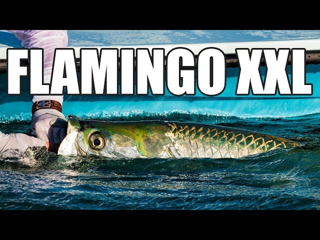 Florida Everglades Tarpon Fishing for Monster Fish with Mirrodine XXL
