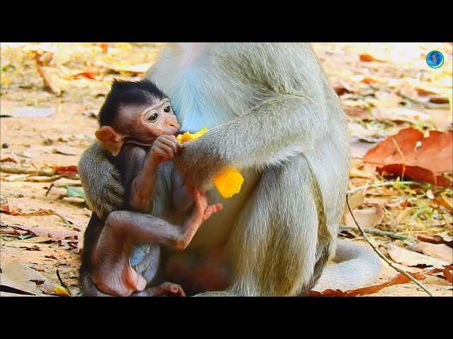Extremely Cute Action Baby Monkey Drinking Milk & Play ,