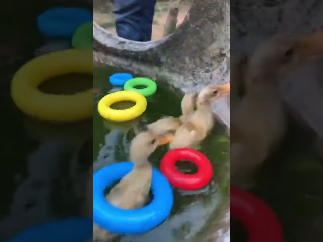 Duck swimming in the bath