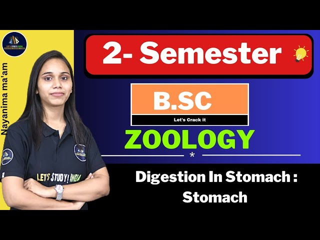 Digestion In Stomach : Stomach | B.Sc. Zoology 2nd Semester | Nayanima Ma'am |