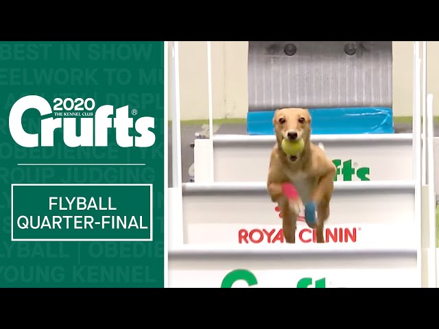 Flyball - Quarter Finals  - Part one | Crufts 2020