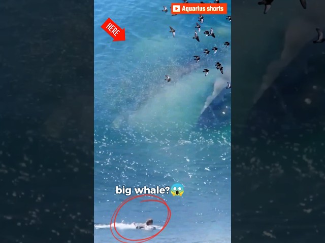 Oh no❗a surfer was almost eaten by a huge whale 😱