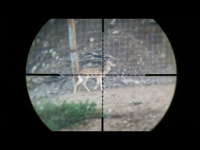 .35 cal FX impact M3 Axis Deer