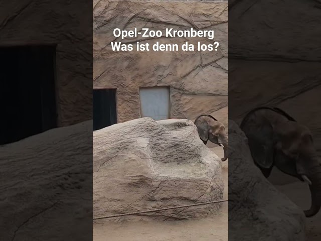 Opel-Zoo Kronberg -Was ist denn da los? #elefant #zoo #kronberg