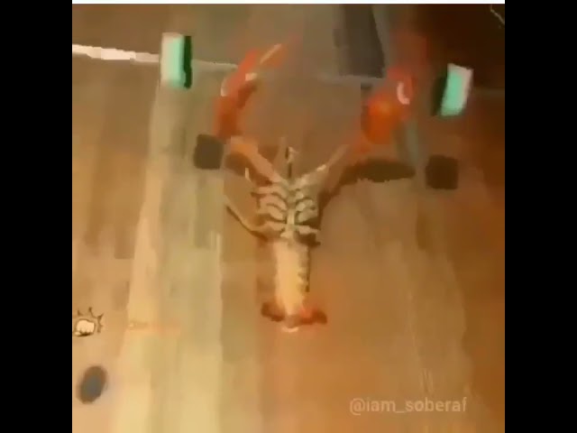 larry the lobster is real #memes #spongebob
