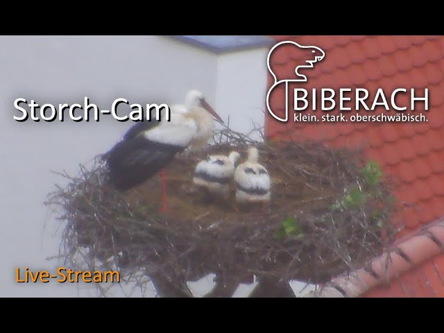 Storch-Cam