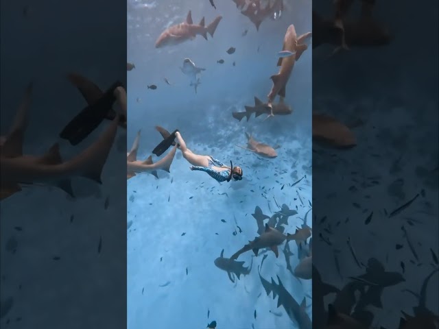 Would you dare to scuba dive with sharks