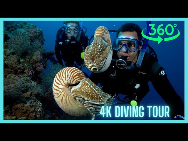 Exploring the underwater world: 360 degree 4K diving among coral reefs