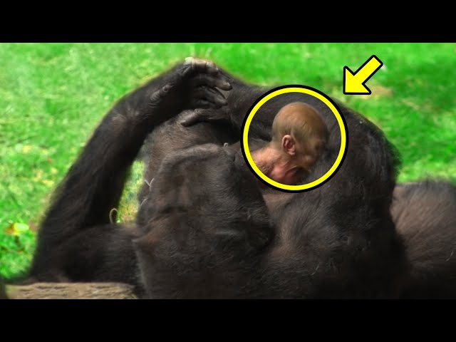 Gorilla Gives Birth To Something Rare, The Staff SCREAMS When They Notice Her Offspring!