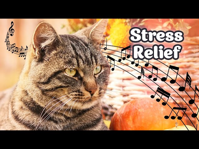 😻 Anti-Anxiety Music for Cats ♬ Magic Music for Cats - 10 hours