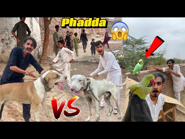 1 Lakh Ka Ring Neck Parrot Pakar Lya 🦜 Phadday Ky Liye Chachu Apna Heavy Bully Dog Le Aya😱 Match Fix