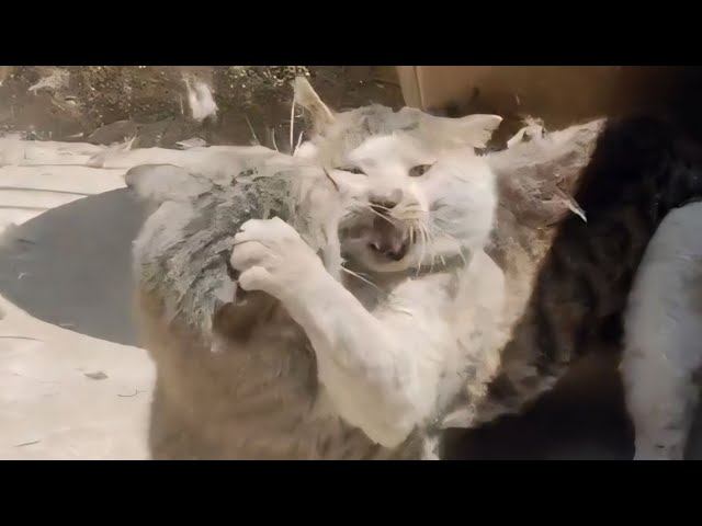 The Best and Strangest Cat Fight Compilation of 2024