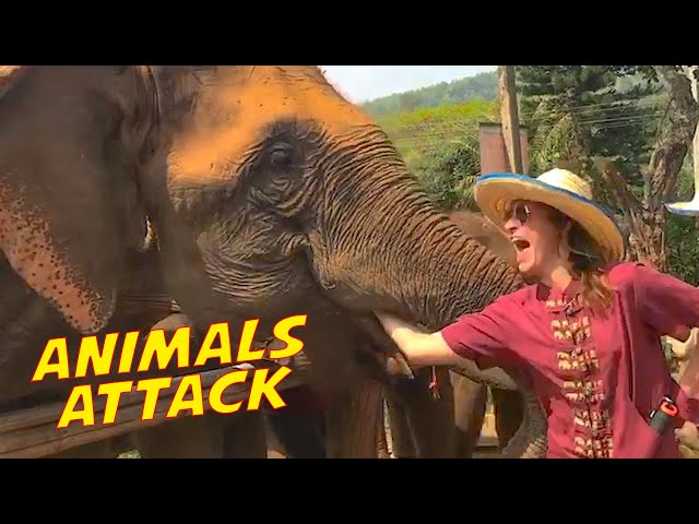 Funny Animals ATTACK Caught on Camera! Animals Encounter || PETASTIC 🐾