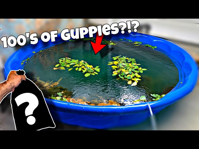 How To Breed Guppies! (Cheap and Easy)