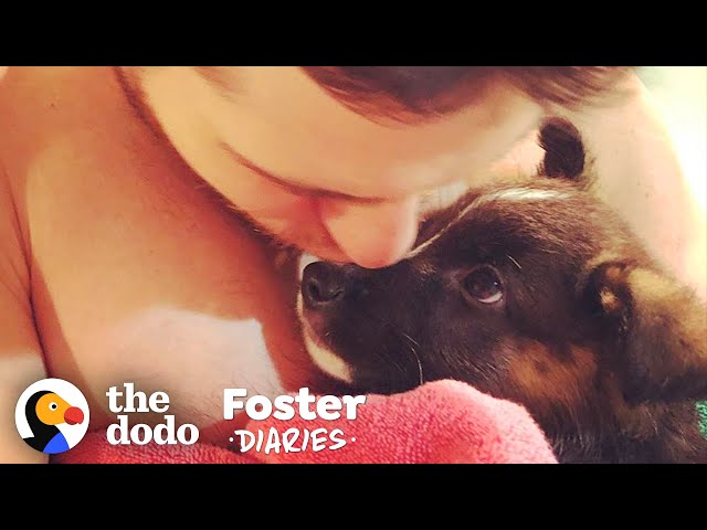 Family Fosters A Pair Of Puppies — And The Dad Falls In Love | The Dodo Foster Diaries