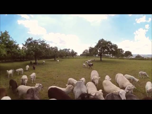 i-mmersive Live Stream: 360° sheep counting (recorded live demo footage)