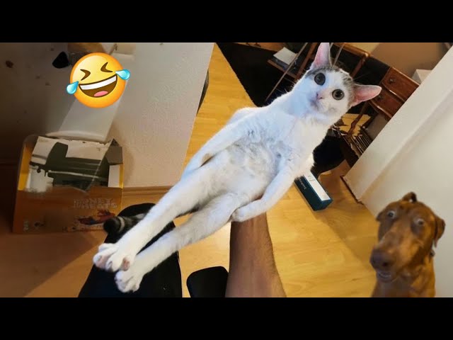 Try Not To Laugh Cats And Dogs Videos 😁 - New Funny Animals Video 2024 #2