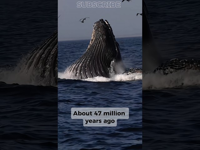 Whale Had Legs😨 #facts #viral #shorts #trending.