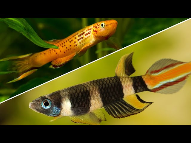 Top 5 Killifish That Every Beginner Should Try