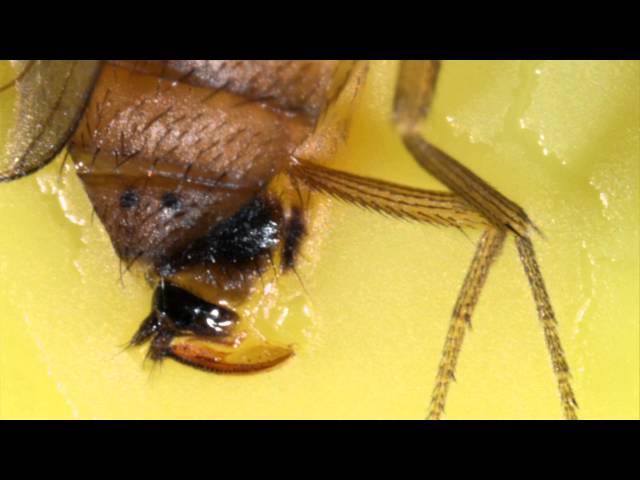 Spotted Wing Drosophila in Small Fruits
