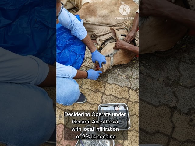 Nasal Granuloma (Tumor) In Cattle#Granuloma#Operated#Veterinary Doctor