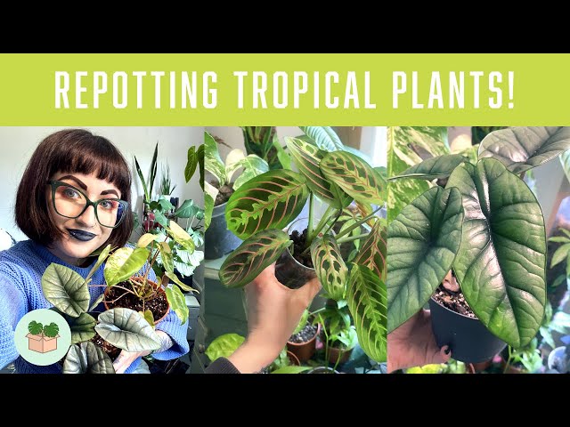 REPOTTING ALOCASIA, PHILODENDRON & MORE! 🪴 Chatty Repot With Me and Soil Ninja HAUL