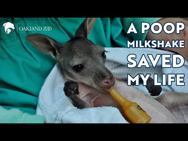 A Poop Milkshake Saved My Life!