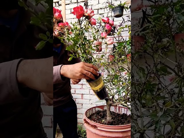 Rose plant Air Layering How to grow English rose plant with cutting gulaab ki cutting kesay lagain