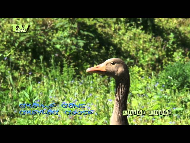 Greylag goose family - grauwe gans - anser anser #04